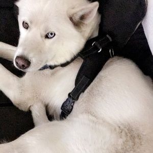 Meet your Posher, Crystal